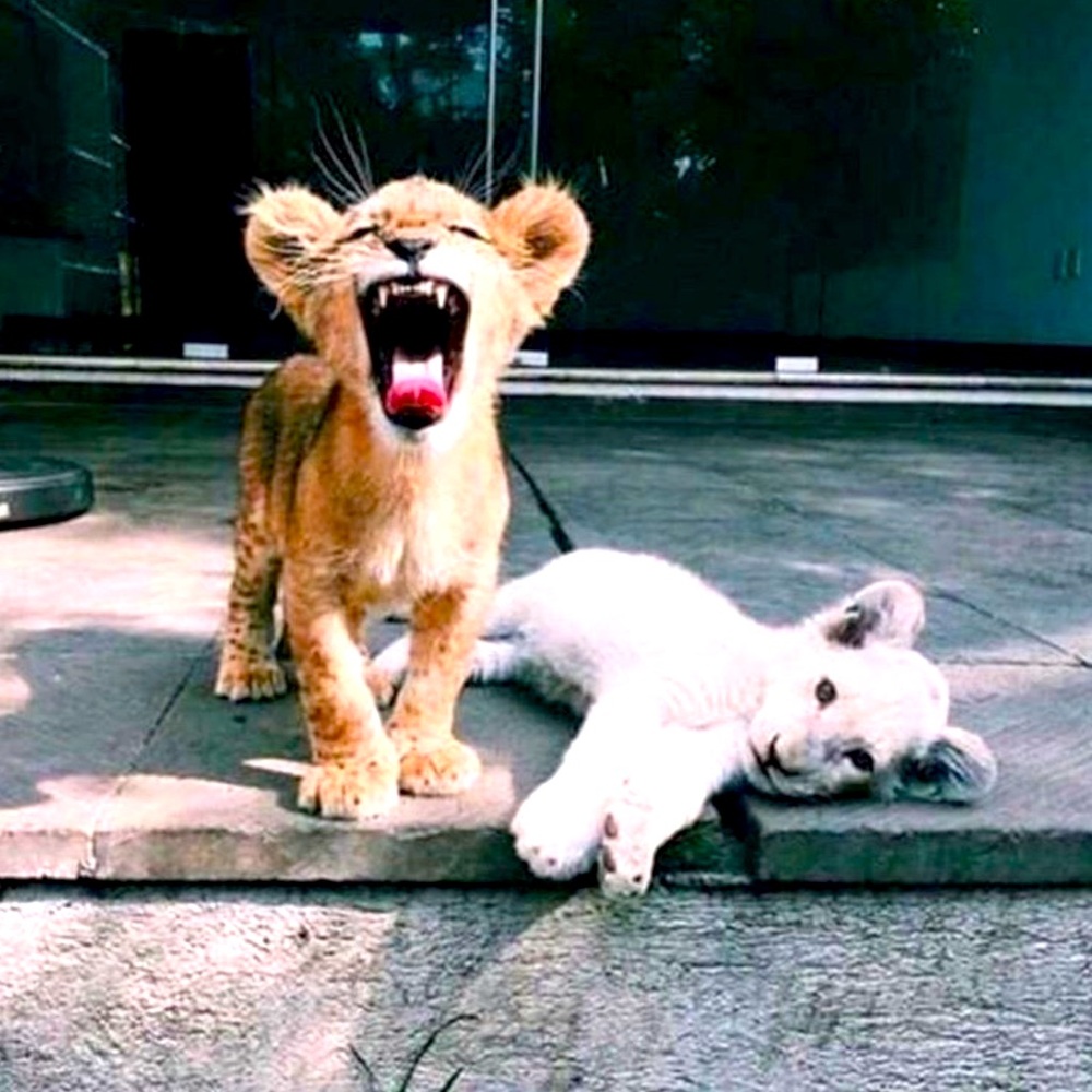 The Lions Share